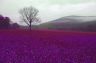 purple_fog-sized.jpg